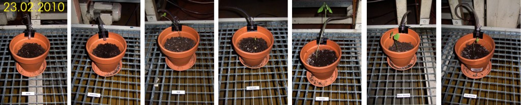 23-02-2010 plant growth